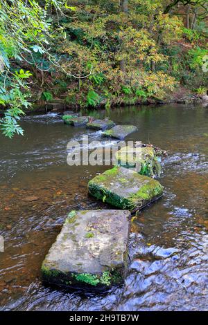 Stepping stones across the River Don at Thurgoland near Barnsley, South Yorkshire, England, UK. Stock Photo