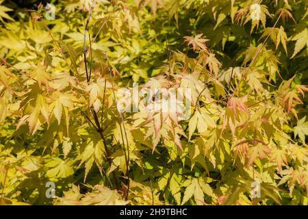 Acer palmatum 'Orange Dream' - Japanese Maple Tree leaves in spring. Stock Photo