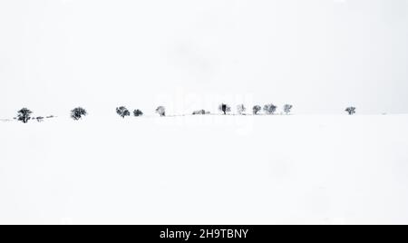 Silhouettes of leafless trees on the horizon, in a snowy winter landscape, with the ground covered with snow and an overcast white sky. Winter concept Stock Photo