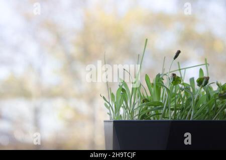 Fresh green sprouted grass in a pot on a blurred background. Space for text. Stock Photo