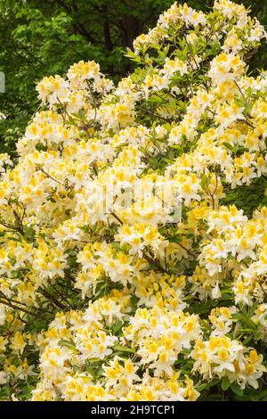 Rhododendron 'Northern Hi-Lights' - Azalea shrub in late spring. Stock Photo