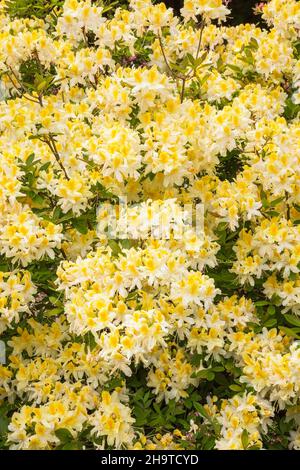 Rhododendron 'Northern Hi-Lights' - Azalea shrub in late spring. Stock Photo