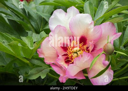 Paeonia 'Callie's Memory' - Itoh Hybrid Peony. Stock Photo