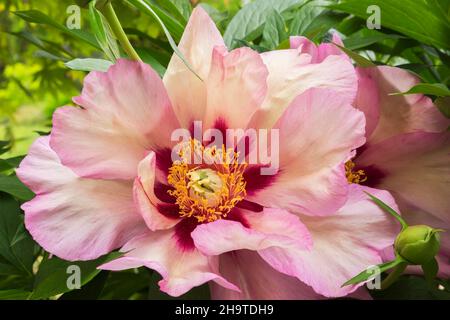 Paeonia 'Callie's Memory' - Itoh Hybrid Peony. Stock Photo