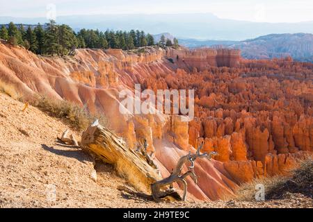 Bryce Canyon National Park, Utah, USA. View over the Silent City from the Rim Trail near Sunset Point, sunrise, tree roots clinging to cliff edge.