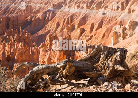 Bryce Canyon National Park, Utah, USA. View over the Silent City from the Rim Trail near Sunset Point, sunrise, tree roots clinging to cliff edge.