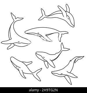 Humpback whale minimalist simple outline vector logo illustration. Isolated line contour whale drawing on white background Stock Vector