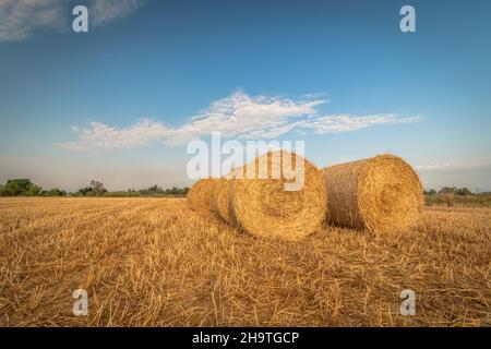 Summer harvest. Field of wheat after the harvest of wheat and put in bundles. Stock Photo