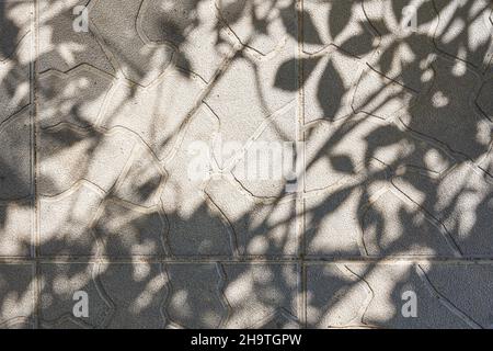 A gray shadow of leaves on a light uneven wall. Abstract neutral background of the concept of nature. Space for text. High quality photo Stock Photo