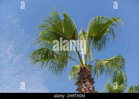 Looking up palm tree top against clear blue sky - tropical holiday resort concept Stock Photo