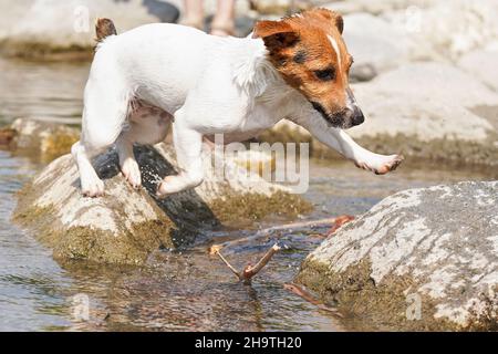 Small Jack Russell terrier playing in shallow river on sunny day, jumping from over stones, drops splashing around Stock Photo