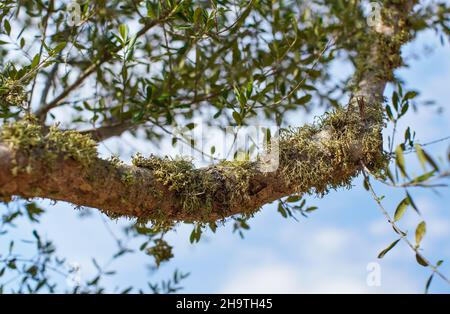 Green moss or lichen growing on tree branch, closeup detail, blurred leaves and sky background Stock Photo