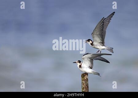 black tern (Chlidonias niger), Juvenile lands on a post from which another juvenile takes off, Netherlands, Frisia Stock Photo