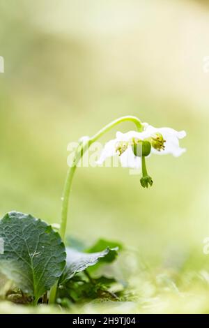 One-flowered pyrola, Woodnymph, One-flowered wintergreen, Single delight, wax-flower (Moneses uniflora), blooming, Germany, Bavaria Stock Photo