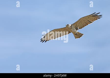 short-toed eagle (Circaetus gallicus), juvenile in flight, Spain, Andalusia, Tarifa Stock Photo