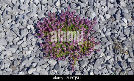 Broad-Leaved Thyme, Dot Wells Creeping Thyme, Large Thyme, Lemon Thyme, Mother of Thyme, Wild Thyme (Thymus pulegioides), growing on gravel, Germany Stock Photo