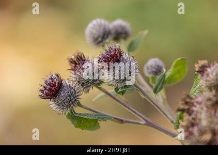 greater burdock (Arctium lappa), withered inflorescences, Germany, Bavaria, Erdinger Moos Stock Photo