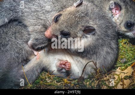 edible dormouse, edible commoner dormouse, fat dormouse, squirrel-tailed dormouse (Glis glis), edible dormice in the nest, Germany Stock Photo