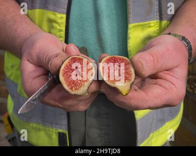 Edible fig, Common fig, Figtree (Ficus carica), man holding a sliced fruit in his hands Stock Photo