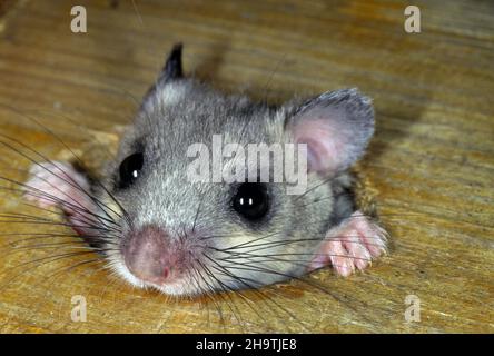 edible dormouse, edible commoner dormouse, fat dormouse, squirrel-tailed dormouse (Glis glis), peering out of a hole, Germany Stock Photo