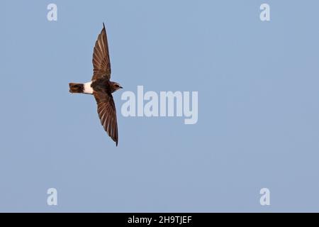House swift, Little Swift (Apus affinis), in flight, Spain, Andalusia Stock Photo