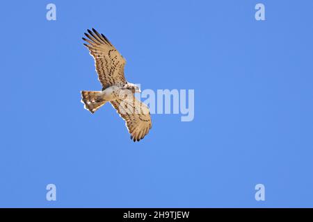 short-toed eagle (Circaetus gallicus), juvenile in flight, Spain, Andalusia, Tarifa Stock Photo