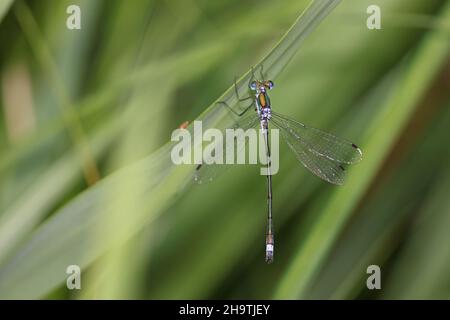 green lestes, emerald damselfly (Lestes sponsa), male sits on a blade of reed, Netherlands, Overijssel, Weerribben-Wieden National Park Stock Photo
