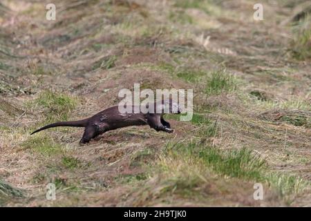 European river otter, European Otter, Eurasian Otter (Lutra lutra), young animal running on the lake shore, side view, Netherlands, Overijssel, Stock Photo