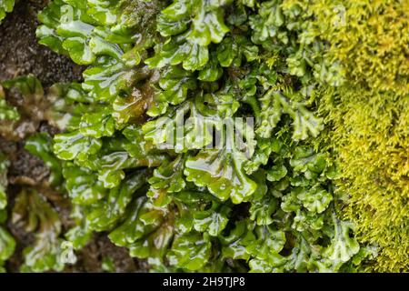 common liverwort, umbrella liverwort (Marchantia polymorpha), growing on a moist wall, Germany, Bavaria Stock Photo