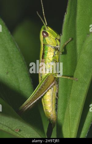 small gold grasshopper (Chrysochraon brachypterus, Euthystira brachyptera), male sits on a leaf, Germany Stock Photo