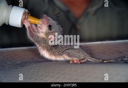 edible dormouse, edible commoner dormouse, fat dormouse, squirrel-tailed dormouse (Glis glis), pup is fed with a bottle, Germany Stock Photo