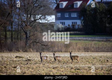roe deer (Capreolus capreolus), Buck and two females in a meadow in winter with houses in the background, Germany Stock Photo