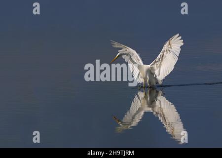 great egret, Great White Egret (Egretta alba, Casmerodius albus, Ardea alba), hunting with out-stretched wings, Netherlands, Frisia, Ijsselmeer Stock Photo