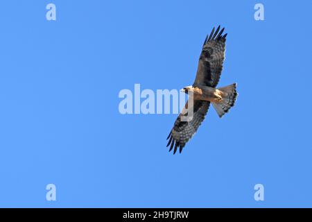 booted eagle (Hieraaetus pennatus, Aquila pennata), in flight, dark phase, Spain, Andalusia, Tarifa Stock Photo