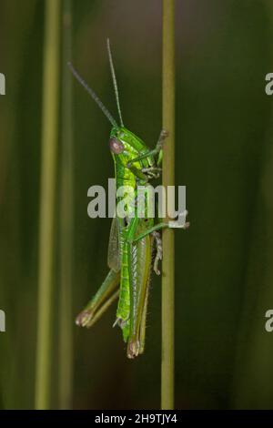 small gold grasshopper (Chrysochraon brachypterus, Euthystira brachyptera), male sits on a blade of grass, Germany Stock Photo