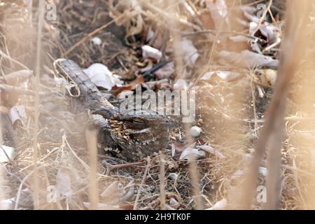 red-necked nightjar (Caprimulgus ruficollis), perching on the ground in a shrubbery, side view, Spain, Andalusia, Tarifa Stock Photo