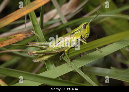 small gold grasshopper (Chrysochraon brachypterus, Euthystira brachyptera), male sits on a leaf, Germany Stock Photo
