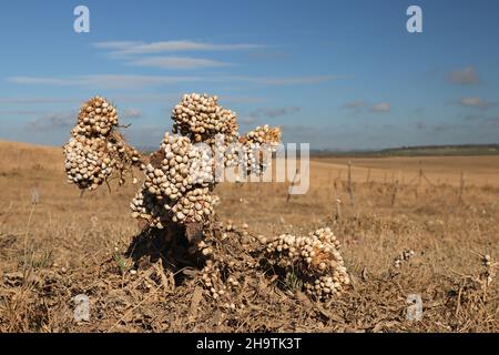 sandhill snail, white gardensnail, Mediterranean sand snail, Mediterranean white snail (Theba pisana), mass occurrence on a withered thistle , Spain, Stock Photo