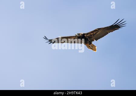 Egyptian vulture (Neophron percnopterus), juvenile in flight, Spain, Andalusia, Tarifa Stock Photo