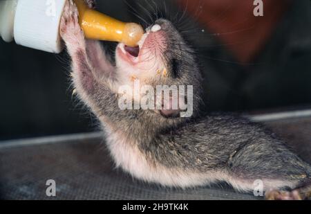 edible dormouse, edible commoner dormouse, fat dormouse, squirrel-tailed dormouse (Glis glis), pup is fed with a bottle, Germany Stock Photo