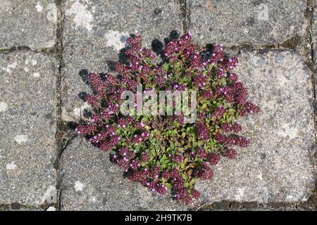 Broad-Leaved Thyme, Dot Wells Creeping Thyme, Large Thyme, Lemon Thyme, Mother of Thyme, Wild Thyme (Thymus pulegioides), growing on a pavement, Stock Photo