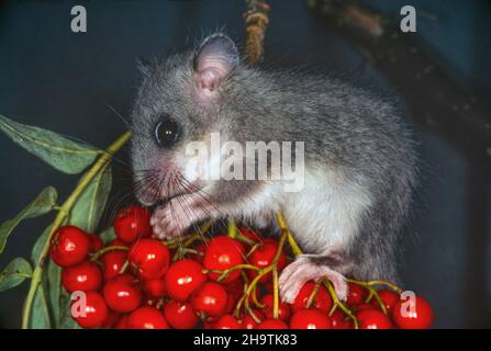 edible dormouse, edible commoner dormouse, fat dormouse, squirrel-tailed dormouse (Glis glis), feeds rowan berries, Germany Stock Photo