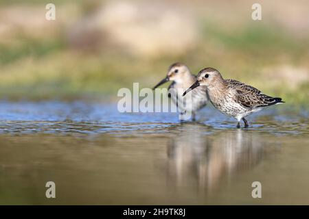 dunlin (Calidris alpina), two juvenile dunlins alpine sandpipers looking for food in the shallow water , Spain, Andalusia, Bolonia Stock Photo