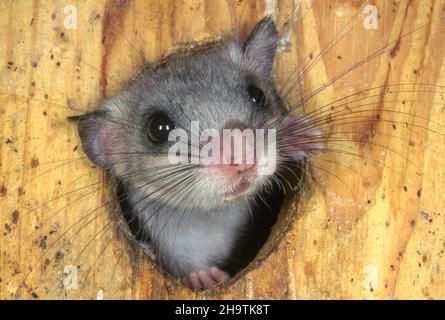 edible dormouse, edible commoner dormouse, fat dormouse, squirrel-tailed dormouse (Glis glis), peering out of a tree hole, Germany Stock Photo