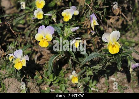 Heartsease, Heart's ease, Heart's delight, Tickle-my-fancy, Wild pansy, Jack-jump-up-and-kiss-me, Come-and-cuddle-me, Three faces in a hood, Stock Photo