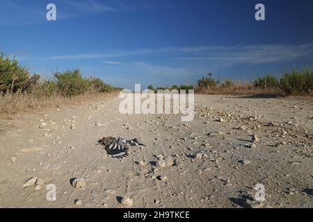 hoopoe (Upupa epops), Roadkill on a fieldpath, Bird of the Year 2022, Spain, Andalusia, Tarifa, La Janda Stock Photo