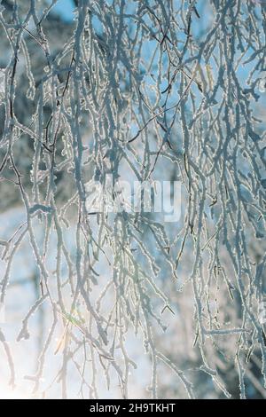 Branches covered by frost and snow with sunlight reflected in the snowflakes, vertical Stock Photo