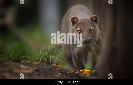 Rare fosa Cryptoprocta ferox running and looking around for food, the best photo. Stock Photo