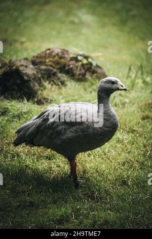 Vertical shot of the Cape Barren goose in the field. (Cereopsis novaehollandiae) Stock Photo