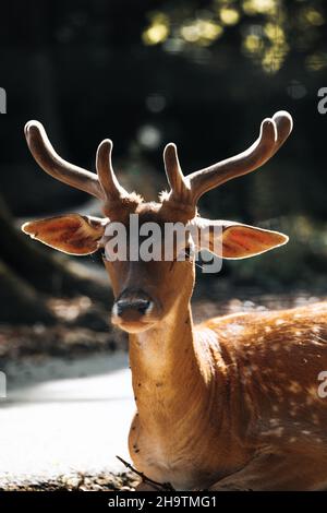 Vertical shot of a beautiful horned deer Stock Photo
